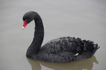 Black Swan is Swimming in the Lake