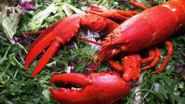 Lobster on salad, close up