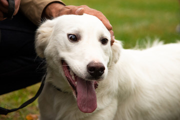 Portrait white dog with interesting eyes outdoors