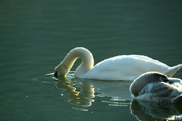 Portrait von einem Schwan