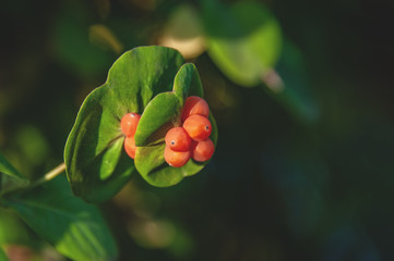 Lonicera caprifolium, the Italian woodbine, perfoliate honeysuckle, goat-leaf honeysuckle. Inedible berries