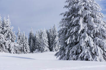 Beautiful mountain landscape. Tall pine trees covered with snow. The unique nature of the Rhodope Mountains.
