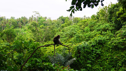 Monkey on the tree Bali