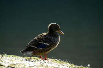 Fototapeta premium Ente am Wasser bei frostiger Kälte