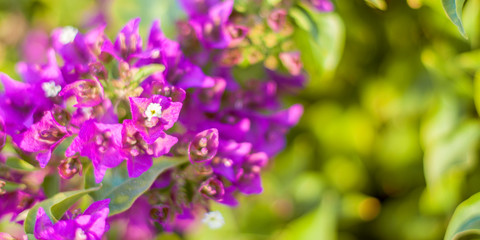 Phalaenopsis flowers bloom in spring adorn the beauty of nature. This is the most beautiful orchid decorated in the house to help people close to nature