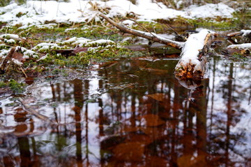 Peat bog, snow and leaves - Cervene Blato, South Bohemia