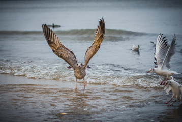 The seagull in flight