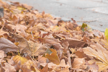 Autumn leaves on the ground in city sidewalk.