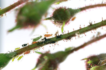 Colored aphids on the stems of a rose - obrazy, fototapety, plakaty