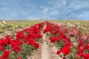 A field of red roses.