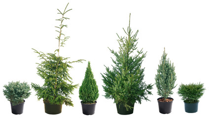 Picea - different varieties, shapes and sizes