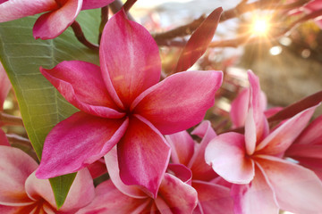 Frangipani flowers and a beam of beautiful sun in the summer of a spa.