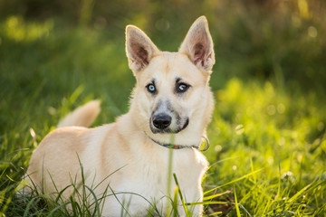 dog with heterochromia