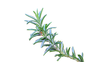 Rosemary isolated plant