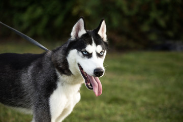 young husky dog