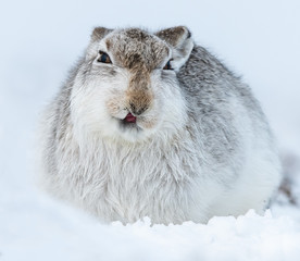 Mountain hare 