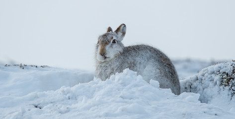Mountain hares with funny look