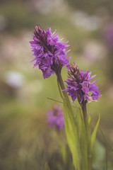 purple flowers in field