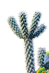 cactus isoleted plant