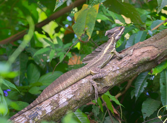 Brown basilisk, or Yellow-striped Basilisk, Jesus Christ Lizard on the branch, Costa Rica
