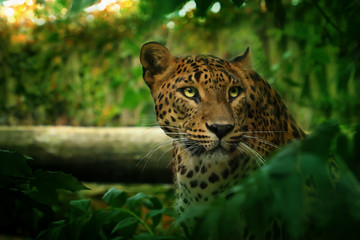 Leopard in green nature