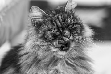 Closeup of a cat