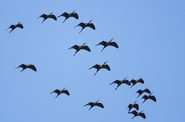 Flock of White-faced Ibis Flying in a Blue Sky