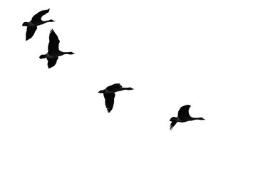 Flock of Flying Geese Silhouetted on a White Background