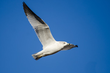 Obraz premium Ring-Billed Gull Flying in a Blue Sky