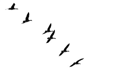 Flock of Flying Geese Silhouetted on a White Background