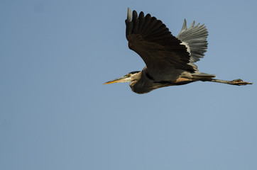Great Blue Heron Flying in a Blue Sky