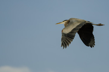 Great Blue Heron Flying in a Blue Sky