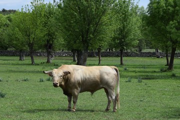 toro de lidia 