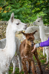 Obraz premium Cute and Sheared Lllamas in English countryside.