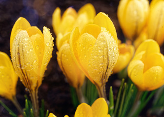 Yellow crocus flowers covered in dew.