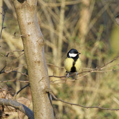 Fototapeta premium Great Tit in Winter