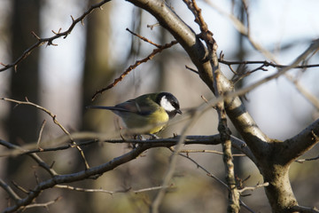 Great Tit in Winter
