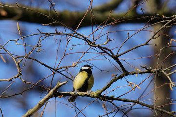 Great Tit Singing in Winter