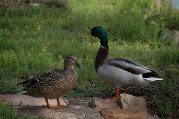 Naklejka na ściany i meble Male and female mallard ducks