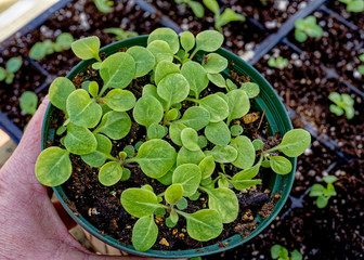 A pot of healthy petunia seedlings in a greenhouse ready to transplant.