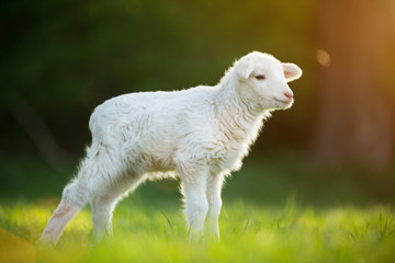 Fototapeta premium cute little lamb on fresh green meadow