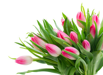 Pink fresh tulips