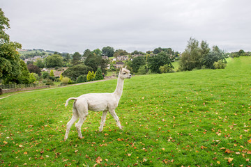 Fototapeta premium Cute and Sheared Lllamas in English countryside.