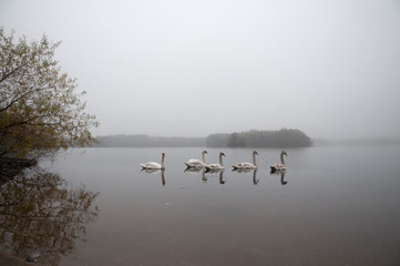 Family of Swans