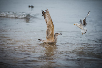 Two seagulls in flight
