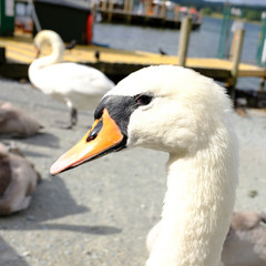 Primer plano de cisne