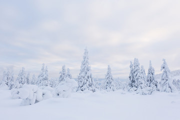 Beautiful winter landscape, trees covered with snow.