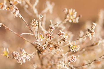 frozen flowers on a background