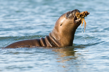Baby sea lion , Patagonia Argentina © foto4440