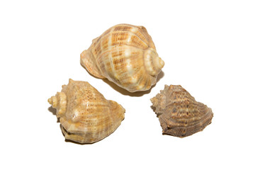 Three shells of different sizes. Isolated on white background.